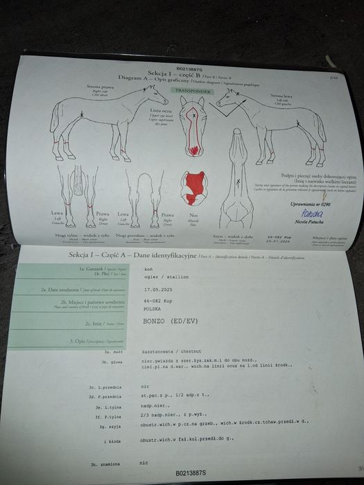 Sprzedam Ogierka Śląskiego