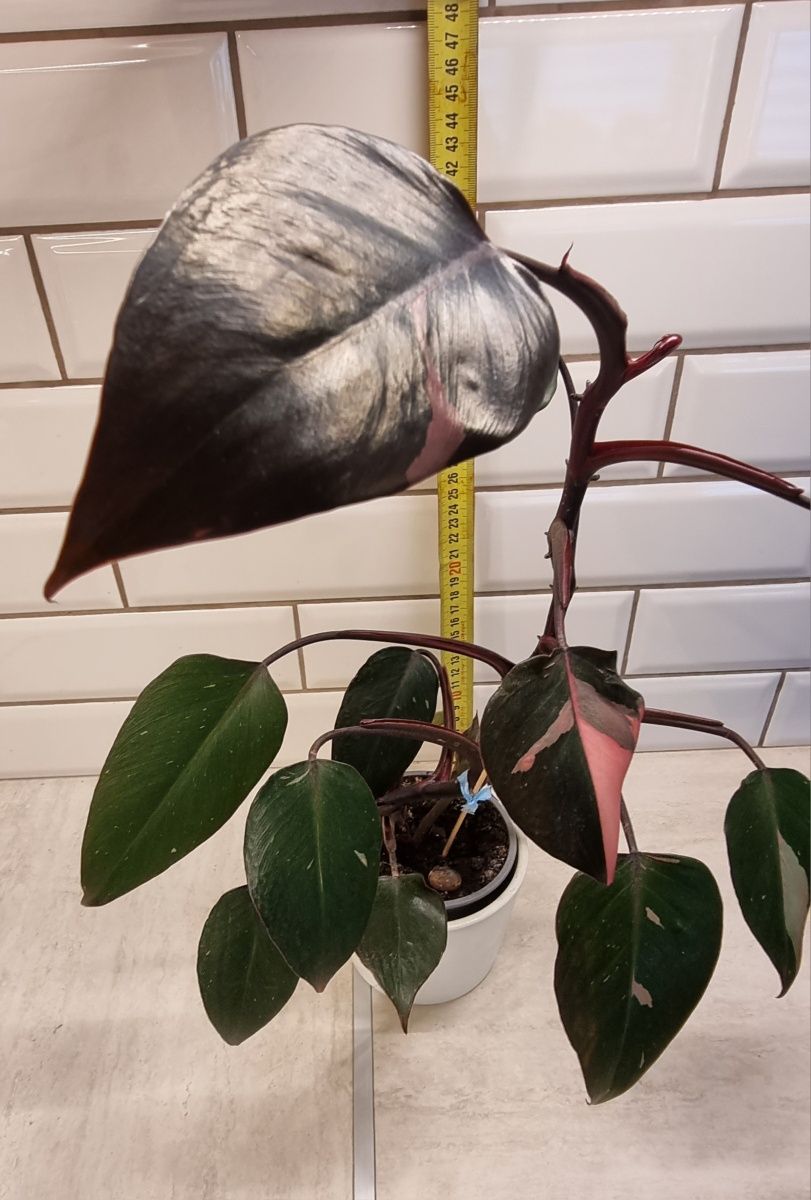 Philodendron Pink Princess roślina kolekcjonerska filodendron