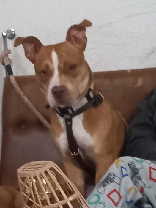 Para adoção Pitbull