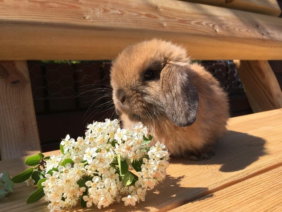 Mini lop małe baranki z metryką mini lopy karzełki nowa cena