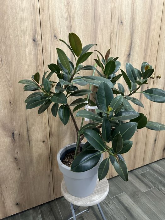 Вазон фікус дорослий