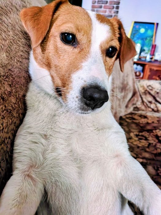 Зникла собака, джек рассел