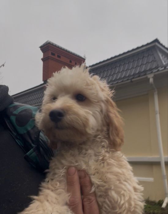 Підрощений хлоп мальтіпу