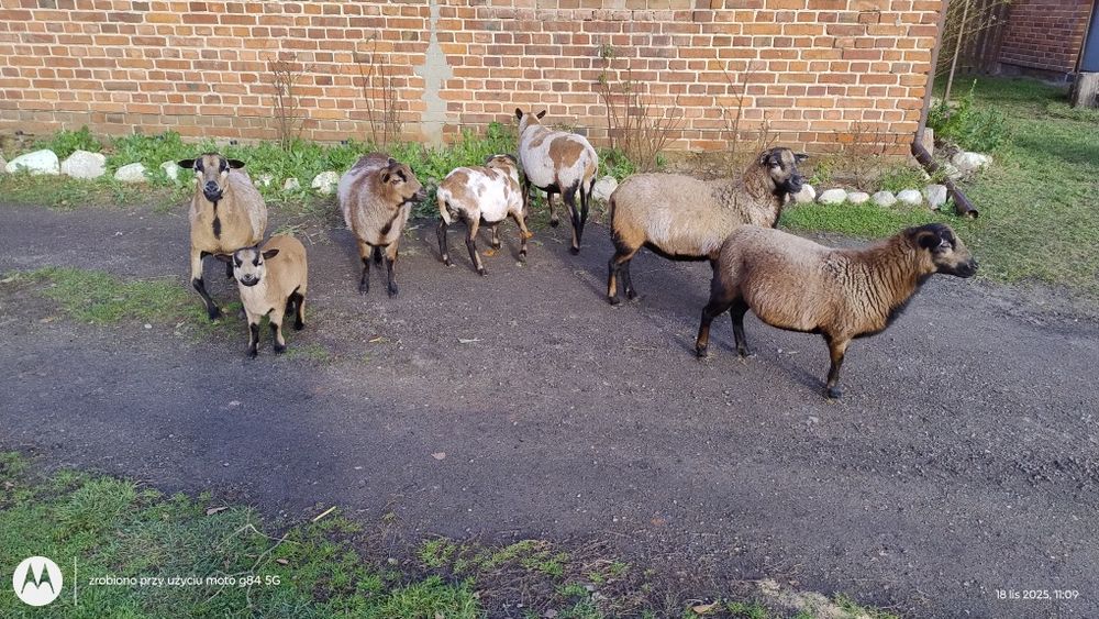 Owce kameruńskie samice