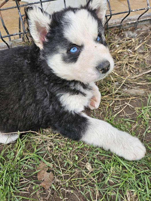 Pies husky syberyjski