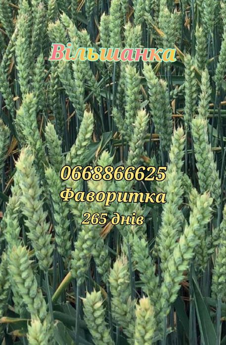 Купить пшеницю посевную