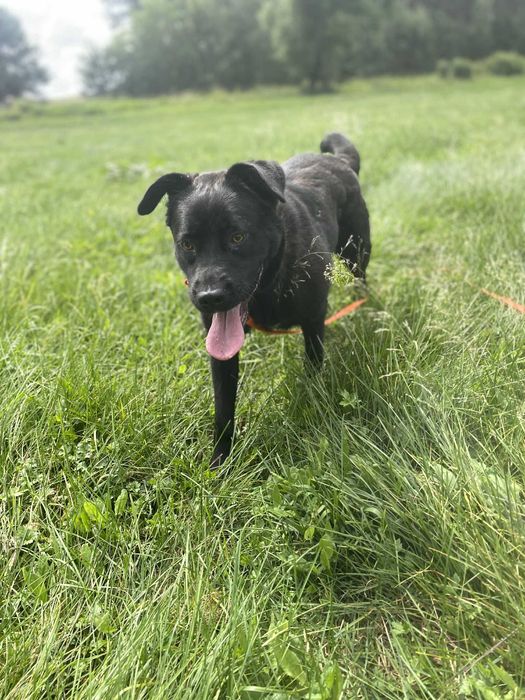 Uroczy labrador w wersji mini - do adopcji