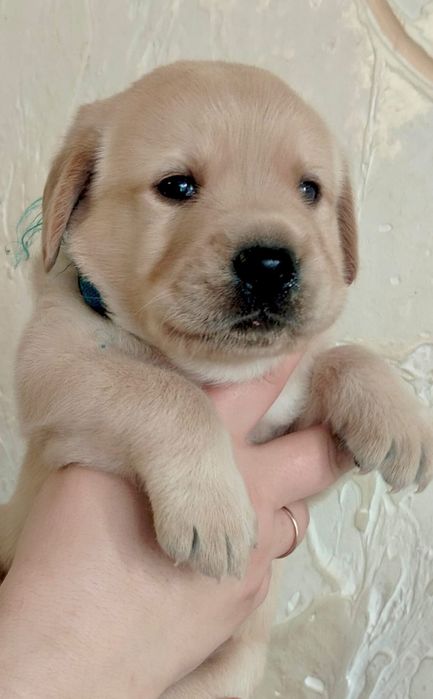 Цуценя / цуценята Лабрадор Ретривер / щенок / щенки / щеня / щенята