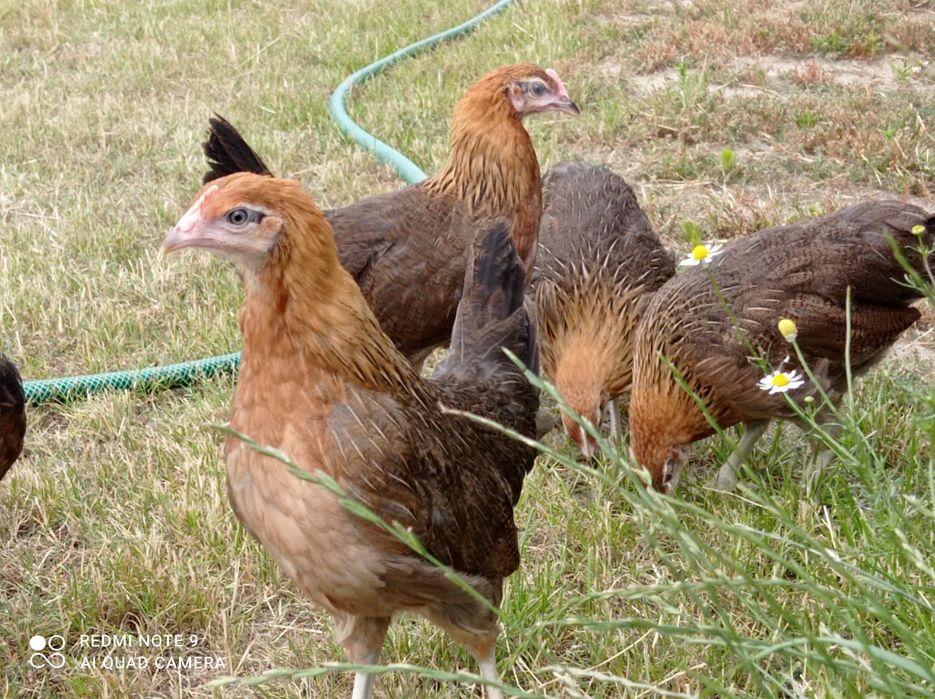 Zielononóżki kurki młode nioski Rossa leghorn