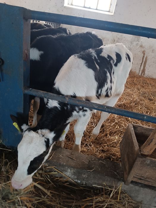 Jałoszka cielak Byczek