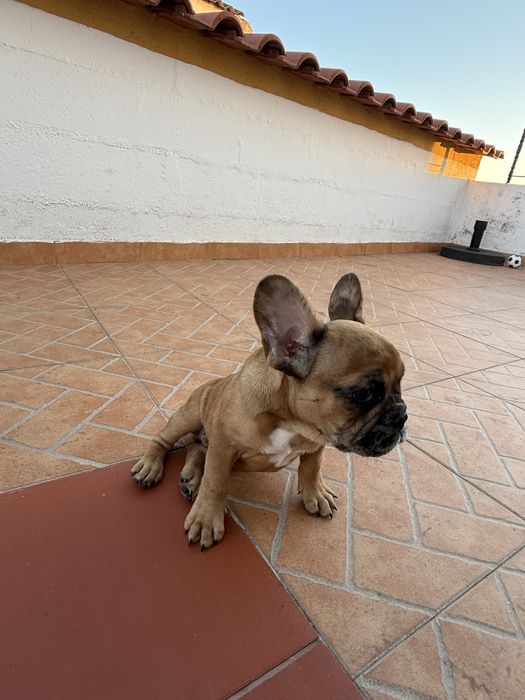 Buldogue frances macho