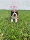 Beagle,szczeniaczki oddam