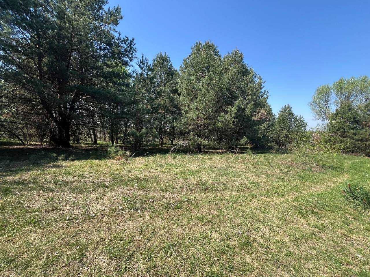Продаж ділянки 39,1 соток (ОСГ). Серед сосен. Поряд озеро. ID:701