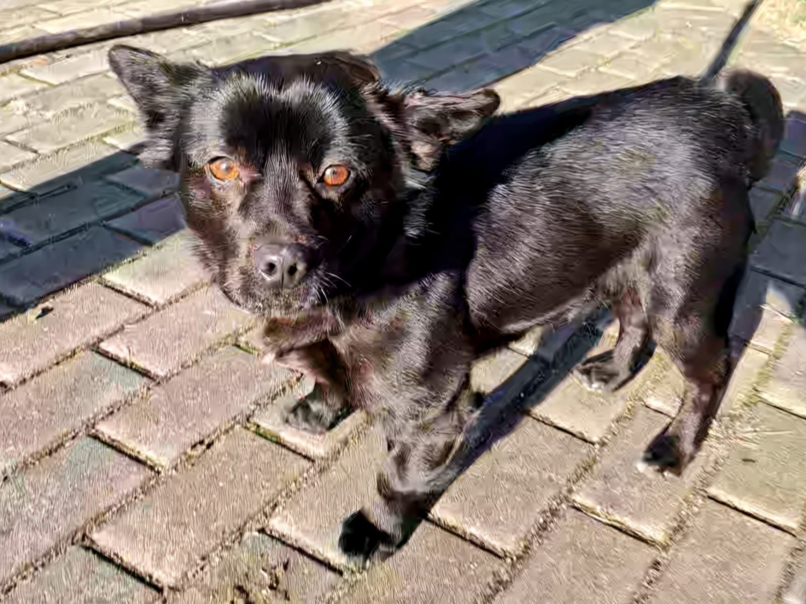 Mały sukces do adopcji!