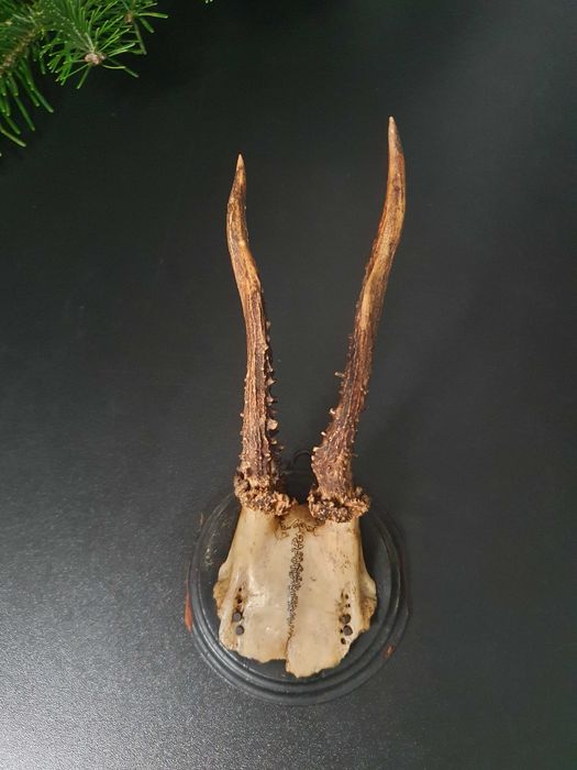 Poroże sarny jelenia koziołka PRL na desce parostki