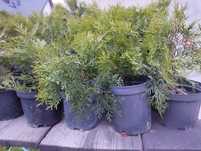 Thuja Szmaragd 25 cm
