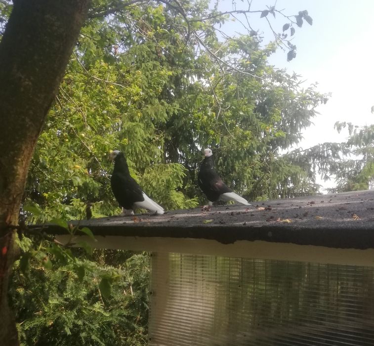 Gołębie ozdobne Widyn Widym Motyl czarne czerwone