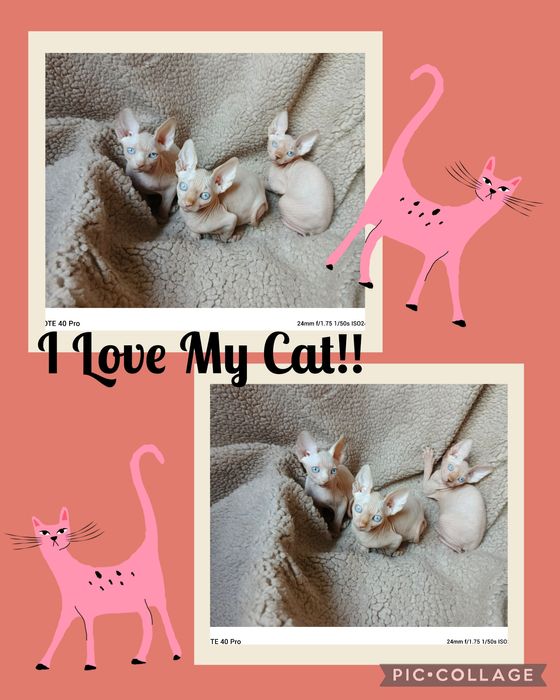 Прекрасные создания