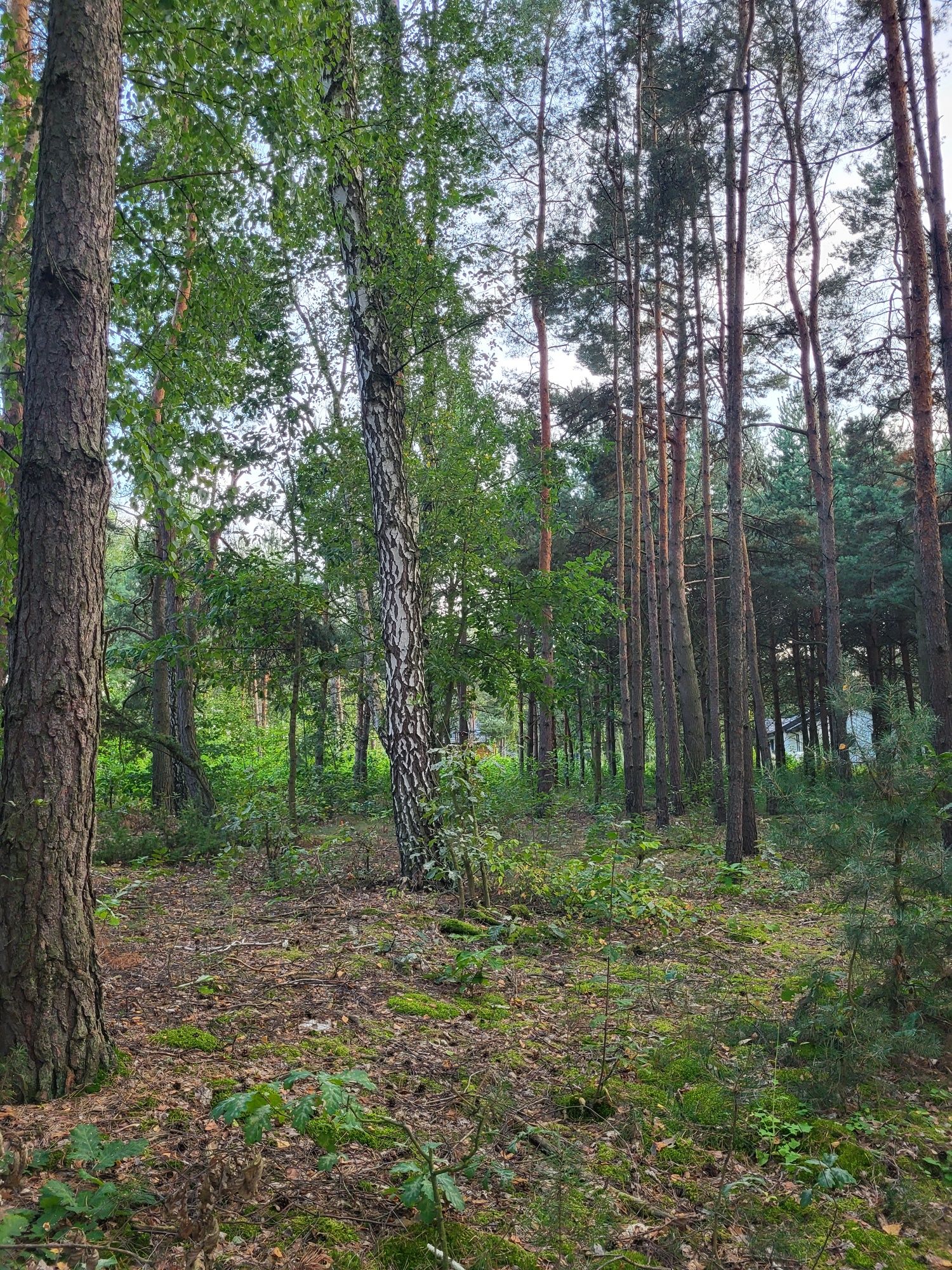 Działka z warunkami zabudowy