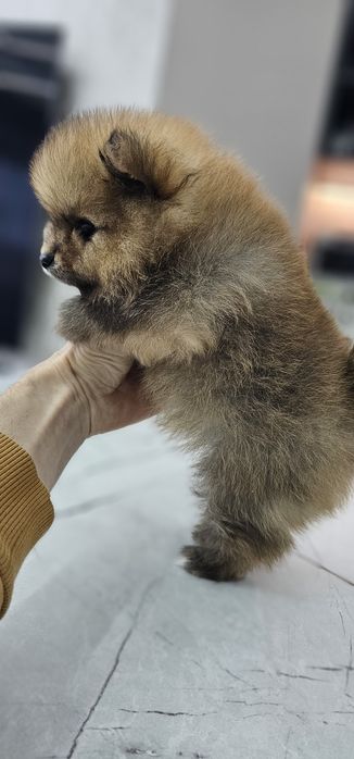 Pomeranian szpic miniaturowy FCI TOY