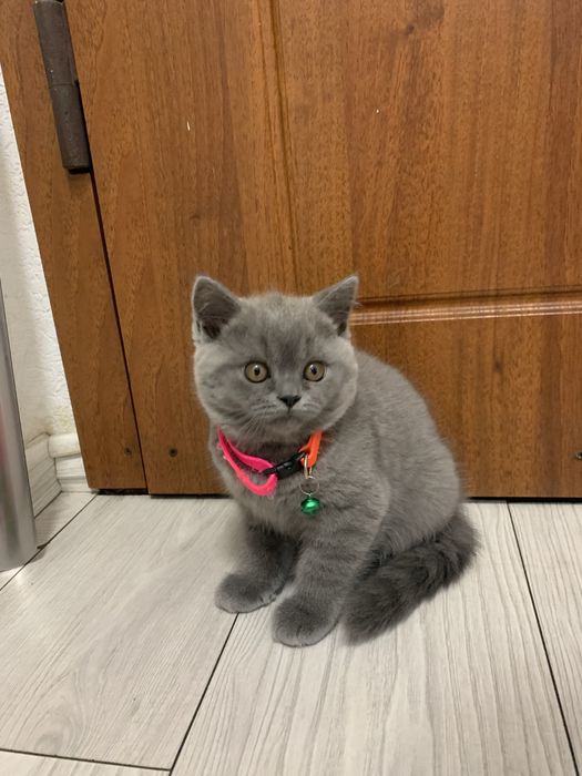 Кошечка шотландская прямоухая