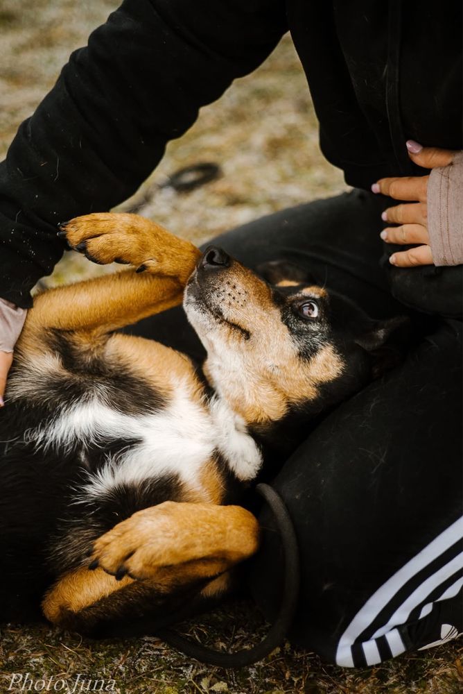 Kora-suczka która nigdy nie miala domu bardzo o niego prosi-adoptuj