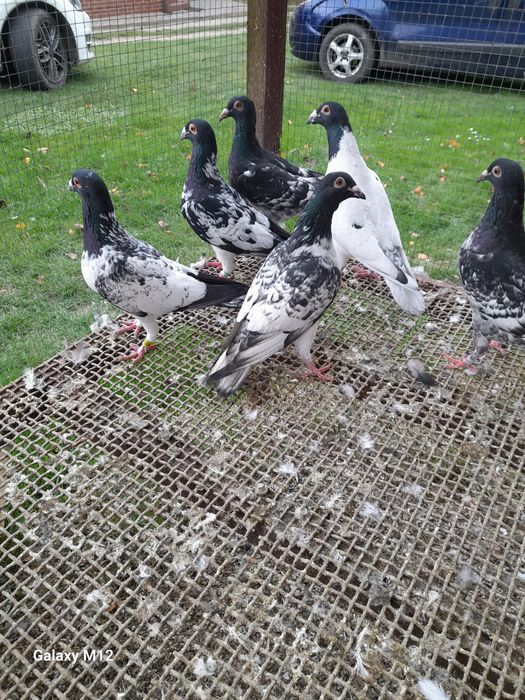 Gołębie pocztowe opal reduced gimel frill rubella tygrysy pensil