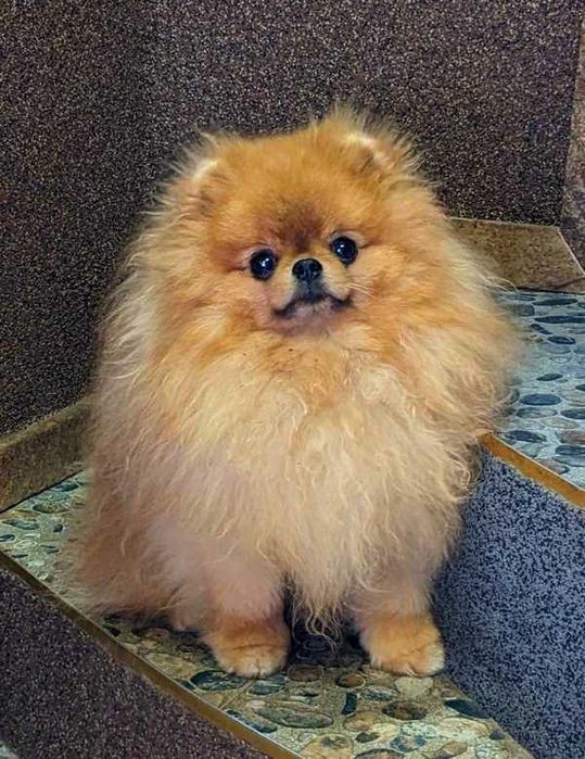 Померанський шпіц для вязки.