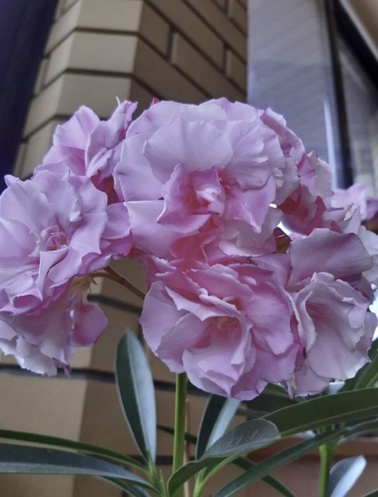 Хоста гигантея(голубые листья),Стангопея-1100грн