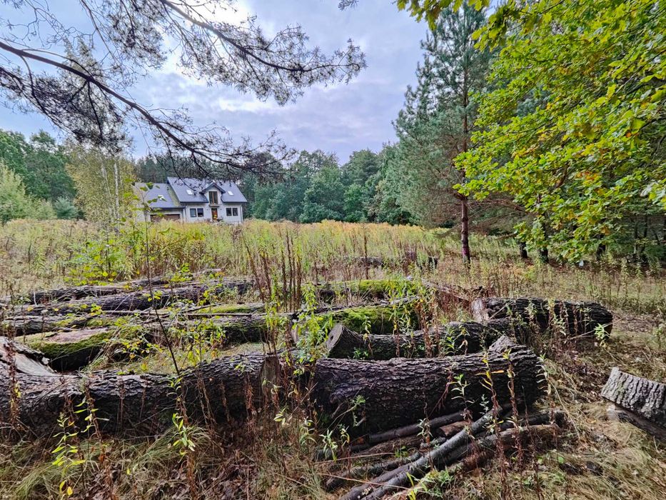 Drewno dąb ścięte, 11 odcinków 2-3m, średnica około 50 cm.