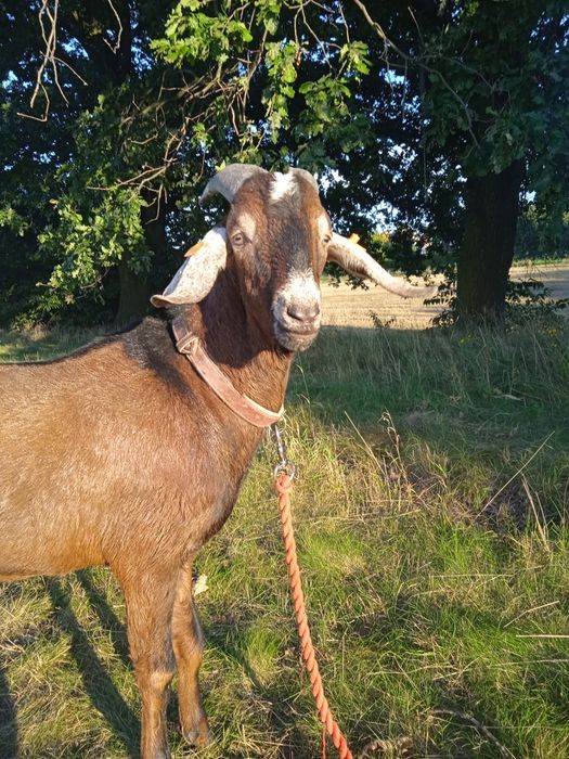 Kozioł anglonubijski setka roczny