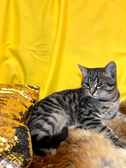 Кот котенок 5 месяцев без глаза