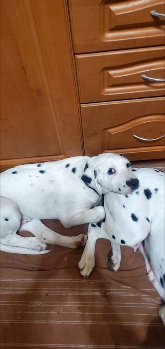 Продам  цуциків далматина