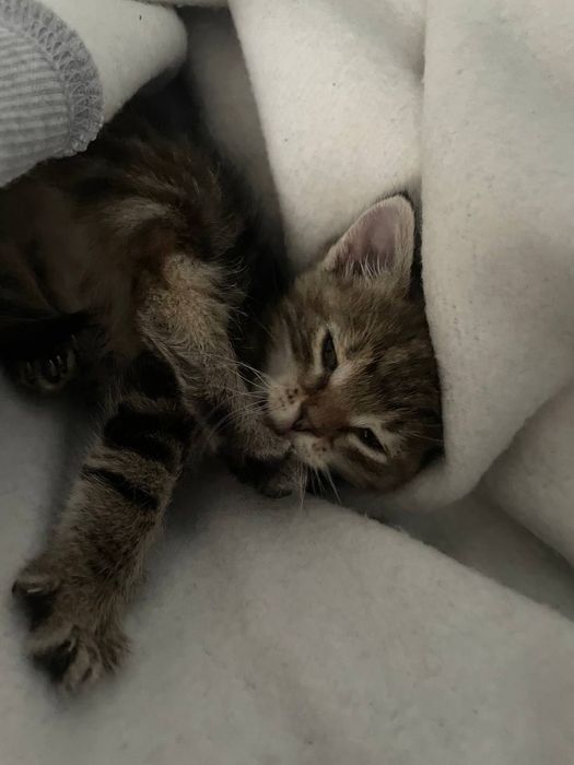 Кошеня дівчинка 1,5 місяця