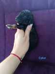 Pudel Miniaturowy