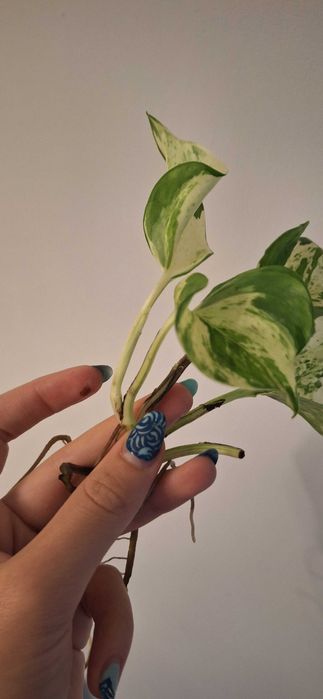 Piękne Epipremnum happy leaf