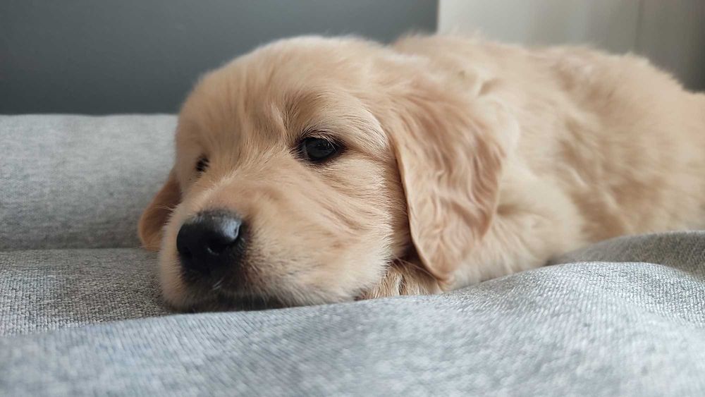 Golden retriever szczenię do rezerwacji