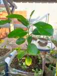 plantas tropicais limão gigante , pomelos