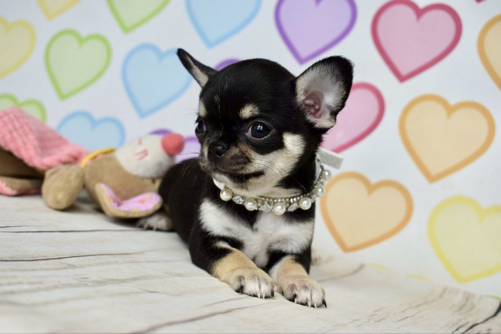 Chihuahua prześliczny Czesiu