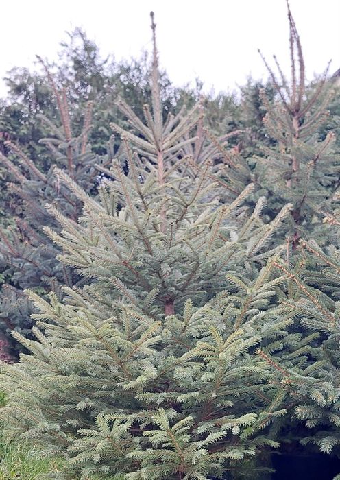 Choinki 3-4 metry w donicy 40L i 50L świerk