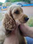 Cocker spaniel angielski pies