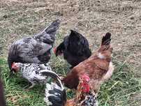 Silki, green shell, maransy kury kokoszki I koguty