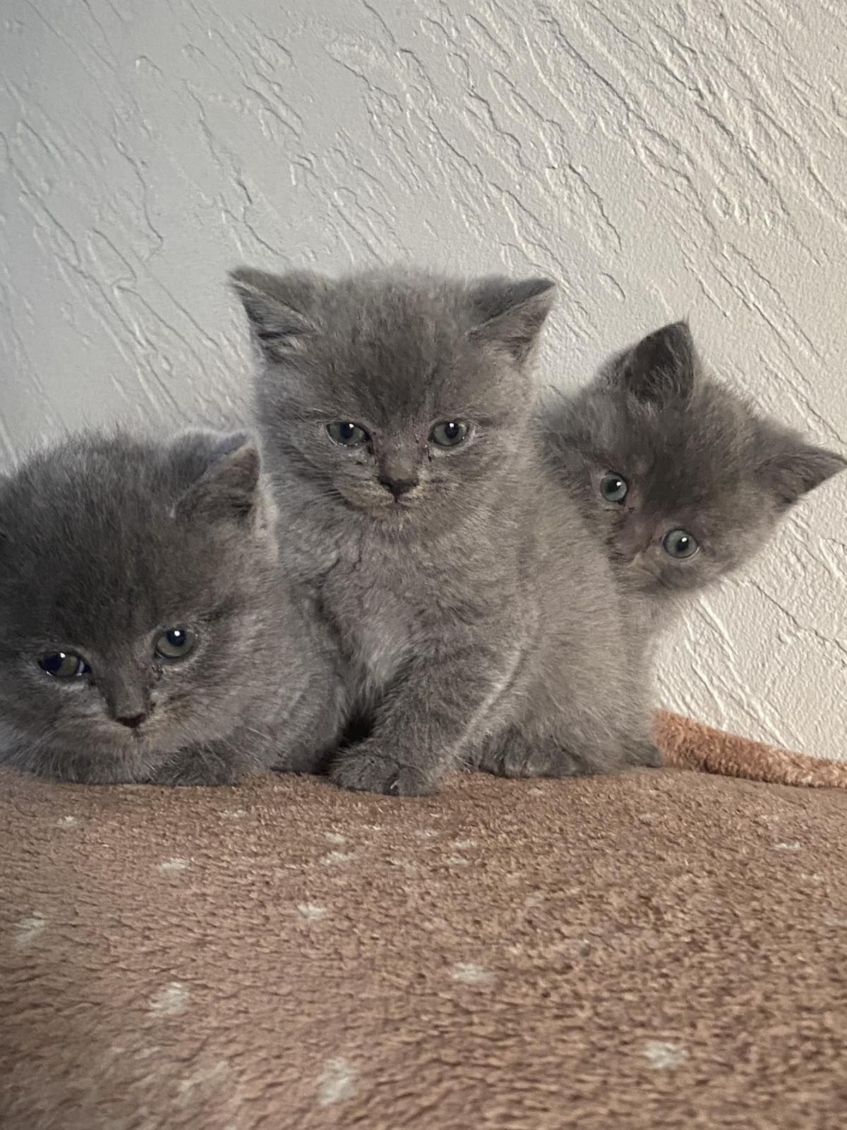 Продам британські котики!!!