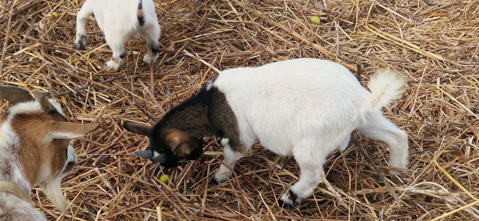 Cabras anãs e cabrito anão