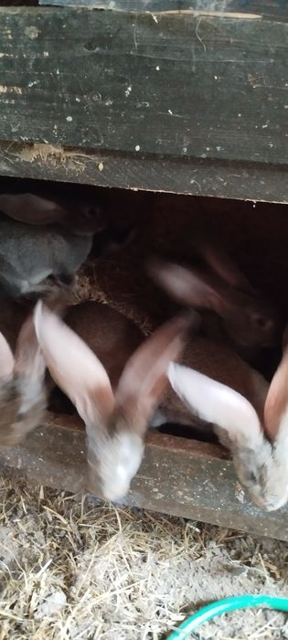 Sprzedam belgi olbrzymy