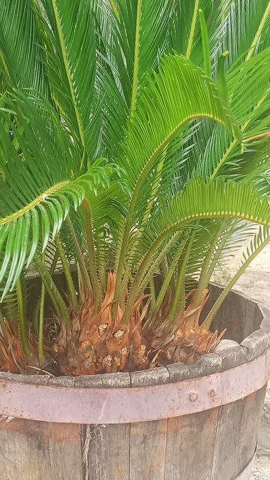 Planta Fiteiro e planta Sika