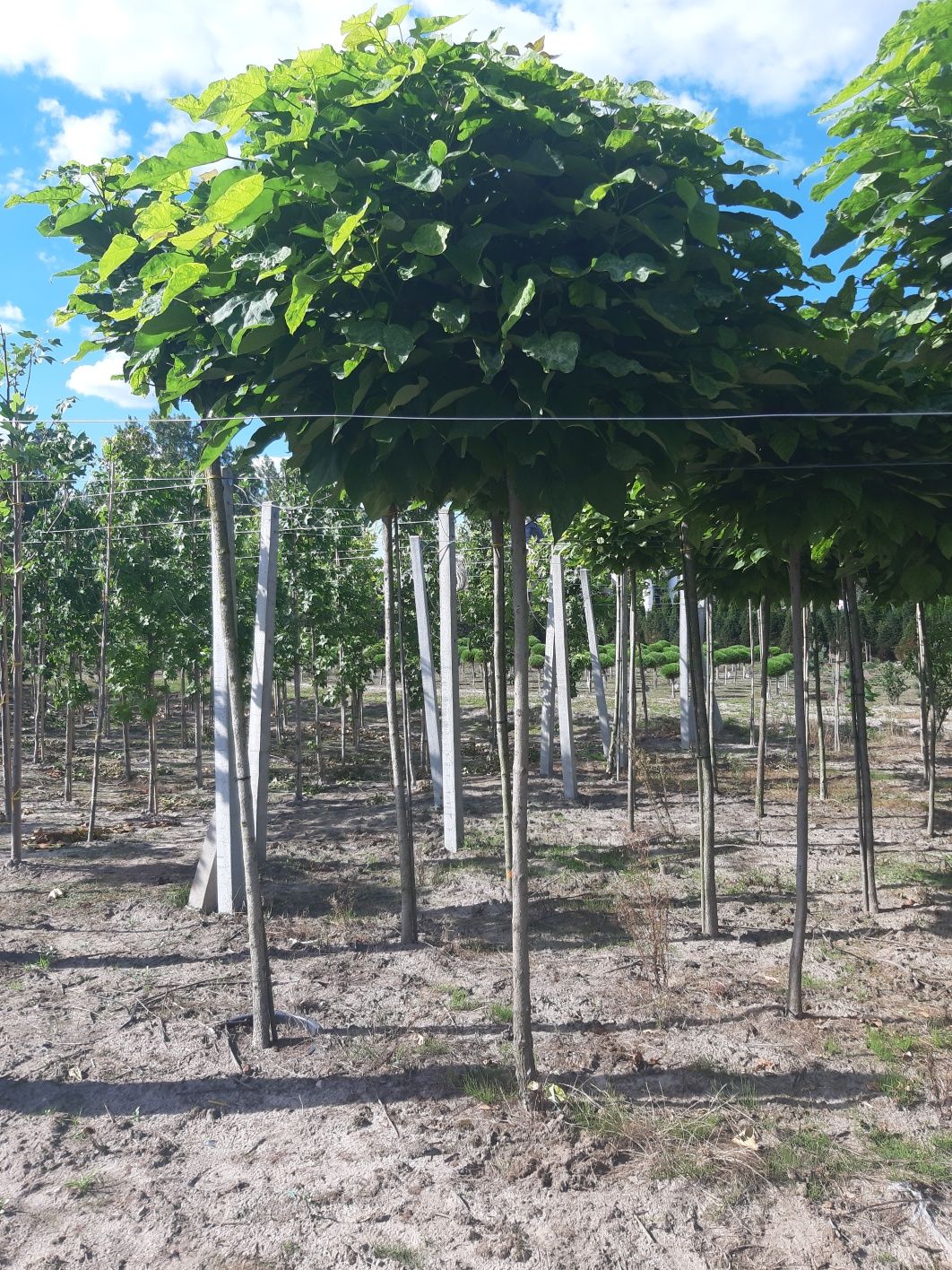 Katalpa nana surmia 12-16cm 200-220cm. Grab dąb brzoza lipa klon