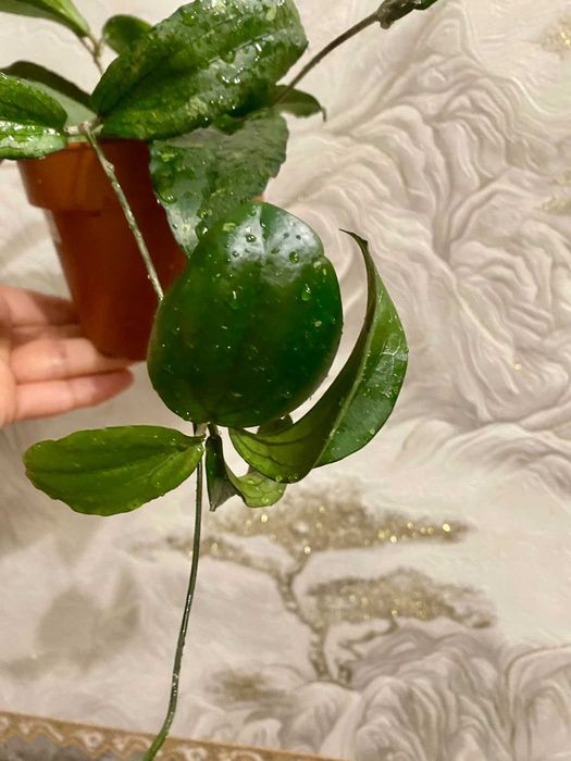 Hoya erythrina (хойя эритрина)