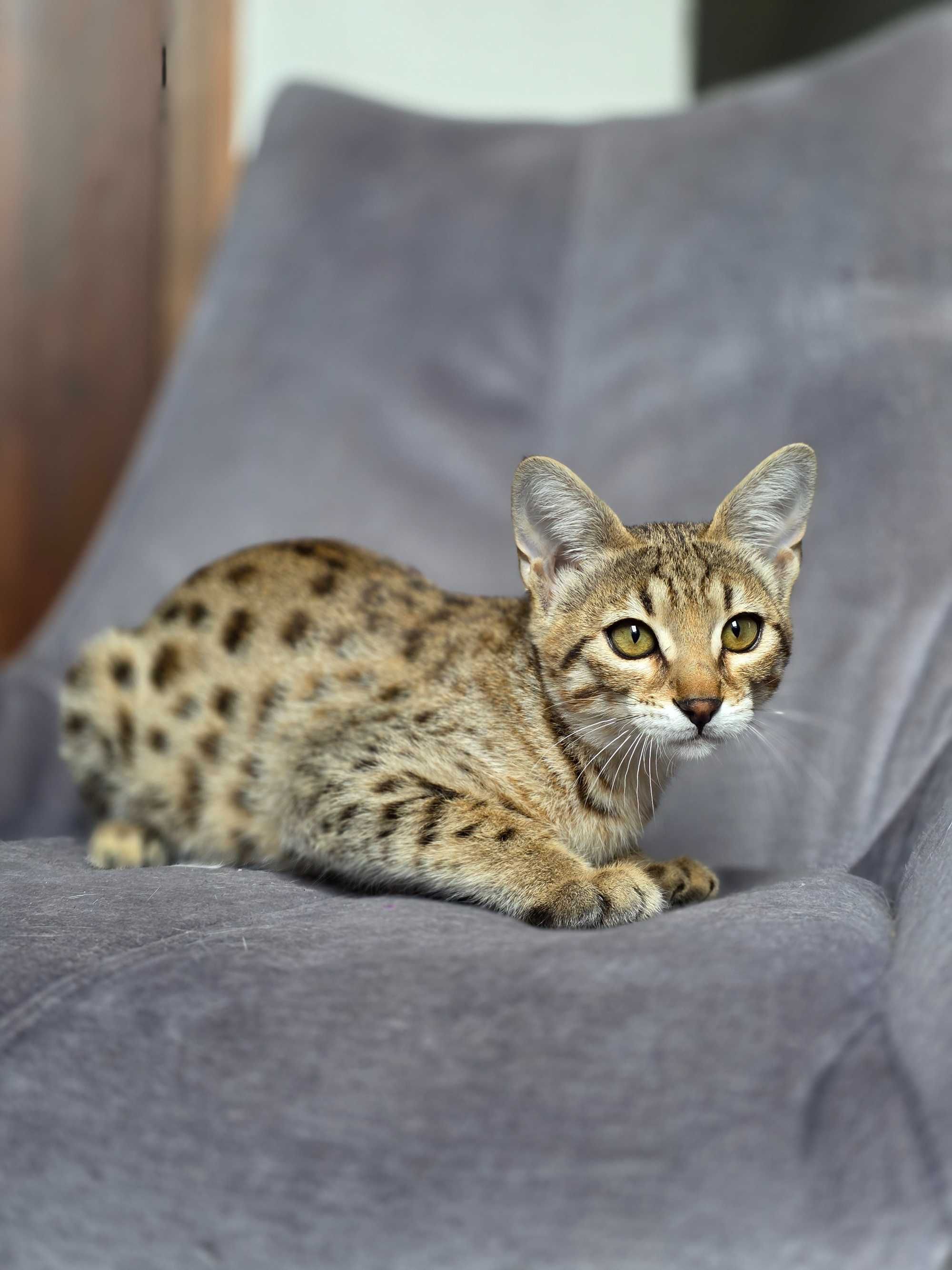 Luna. Savannah F3. Hybryda. Przekochana i uczuciowa