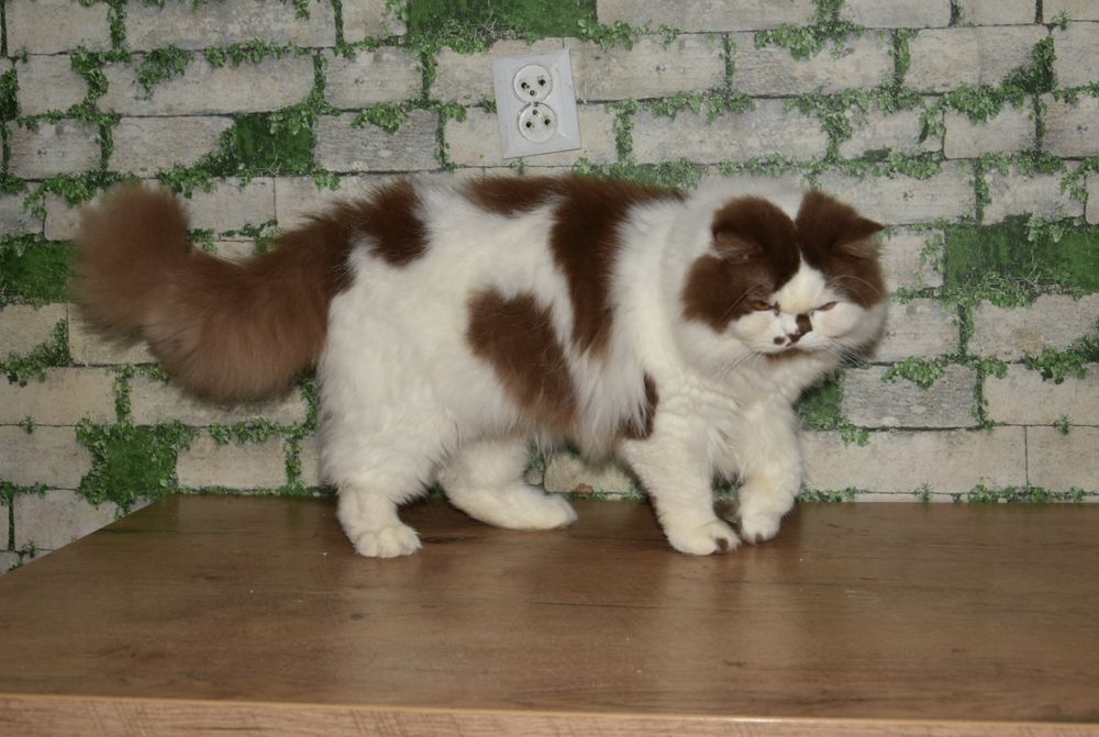 Kotka Brytyjska Długowłosa czekoladowa